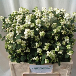 Symphoricarpos Mag Avalanche (Симфорикарпос Маг Аваланш)В50