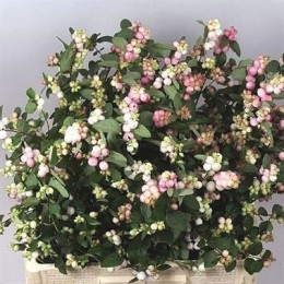 Symphoricarpos Charm Fantasy (Симфорикарпос Шарм Фентези) В60