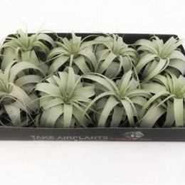 Tillandsia Xerographica (Тилландсия Ксерографика)