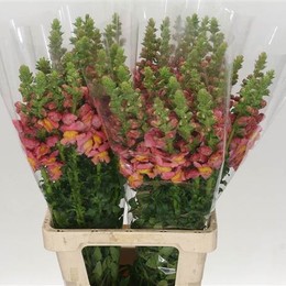 Antirrinum Ani Orange (Антирринум Оранж) В70