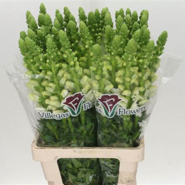 Antirrinum Ani White (Антирринум Вайт) В70