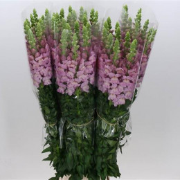 Antirrinum Mary Lavender (Антирринум Мери Лавандер) В70
