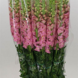Antirrinum Op Pink (Антирринум Пинк) В70