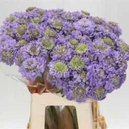 Scabiosa Lavender Scoop (Скабиоза Лавандер Скуп) В55