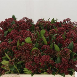 Skimmia Rubella (Скиммия Рубелла) В30