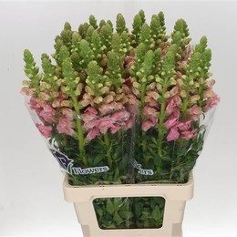 Antirrinum Ani Rose (Антирринум Роуз) В70