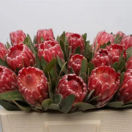 Protea Brenda (Протеа Бренда) В70