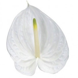 Anthurium Presence (Антуриум Призенце) В016