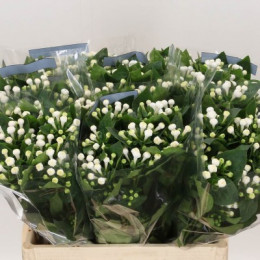 Bouvardia Du Diamond Sparkles (Бовардия Ду Даймонд Спарклес) В60