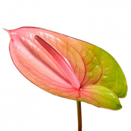 Anthurium Avo-danielle (Антуриум АВО-Даниэль) В016
