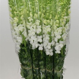 Antirrhinum - Fr. White (Антирринум Фр Вайт) В100