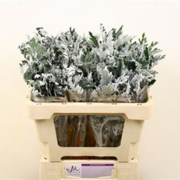 Senecio Maritima (Сенецио Маритима) В60