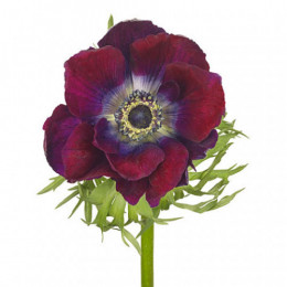 Anemone Burgundy (Анемон Бургунди) В35