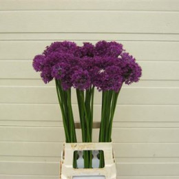 Allium purple sensation (Аллиум Перпл Сенсейшн) В75
