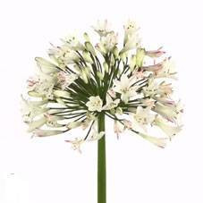 Agapanthus umbellatus albus(Агапантус амбелатус албус)В70