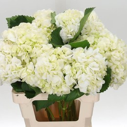 Hydrangea M Mad E Mouille (Гортензия М Мад Муилле) В60
