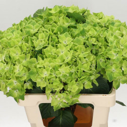 Hydrangea M Mag Summer Green (Гортензия Маг Саммер Грин) В60