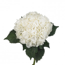 Hydrangea M Ice Cube (Гортензия М Айс Куб) В60