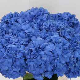 Hydrangea Pimpernel (Гортензия Пимпернел ) В80