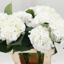 Hydrangea schneeball (Гортензия шнибол)В50