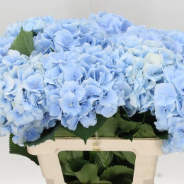 Hydrangea Verena blue( Гортензия Верена блу) В60