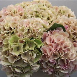 Hydrangea Verena Classic (Гортензия Верена Классик) В60