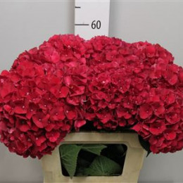 Hydr M Mag Rubyred (Гортензия Маг РубиРед) В60