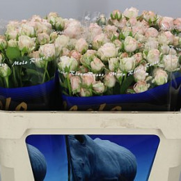 Rosa tr Bombastic(Роза тр Бомбастик) В40