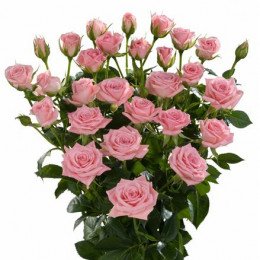 Rosa Tr Odilia (Роза Тр Одилия) В50