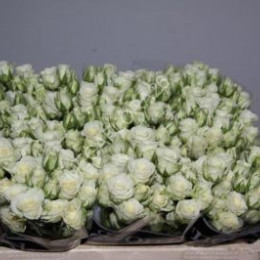 Rosa Tr Snow Flake (Роза Тр Сноу Флейк ) В50