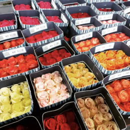 Rosa Mix (Роза Микс) В60 Garda Export