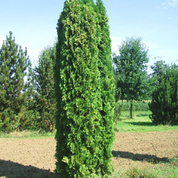 Туя западная Columna (Колумна)