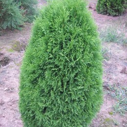 Туя западная Green Egg (Грин Эг)