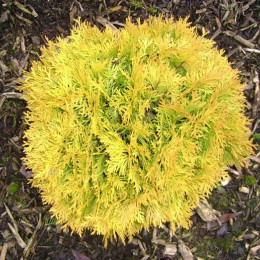 Туя западная Amber Glow (Амбер Глоу)