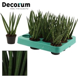 Спагетти Sansevieria Cylindrica 6 См (приличия) ( Sansevieria Cylindrica 6 Cm Spaghetti (decorum) )