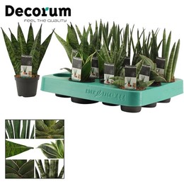 Сансевиерия Смешанная 6 См ( Sansevieria Mixed 6 Cm (decorum) ) W 6 см H 17 см