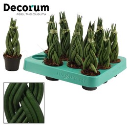 Сансевиерия Цилиндрическая 6 См Коса ( Sansevieria Cylindrica 6 Cm Braid (decorum) ) W 6 см H 16 см