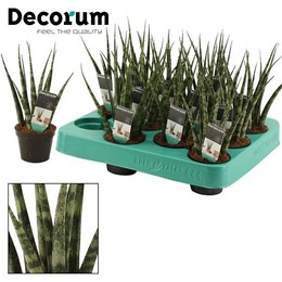 Сансевиерия Папоротниковая 6 См ( Sansevieria Fernwood 6 Cm (decorum) ) W 6 см H 16 см