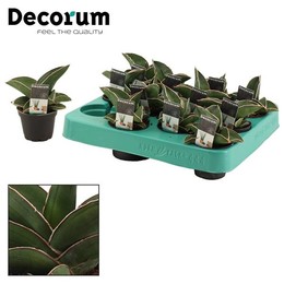 Сансевиерия Самурайская 6 См ( Sansevieria Samurai 6 Cm (decorum) ) W 6 см H 14 см