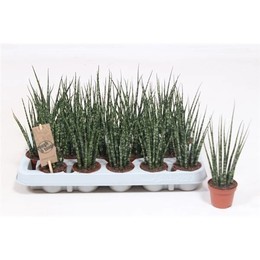 Сансевиерия 'папоротниковое дерево' Микадо ( Sansevieria 'fernwood' Mikado ) W 6 см H 20 см