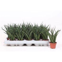 Сансевиерия Фернвуд Панк ( Sansevieria Fernwood Punk ) W 6 см H 20 см