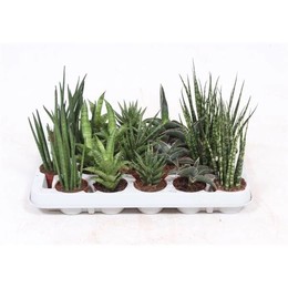 Сансевиерия Люкс Смешанная ( Sansevieria Luxe Mixed ) W 6 см H 20 см