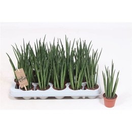 Сансевиерия Микадо ( Sansevieria Mikado ) W 6 см H 20 см