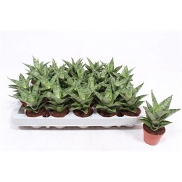 Сансевиерия Крутая Леди ( Sansevieria Tough Lady ) W 6 см H 15 см