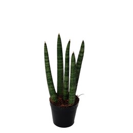 Сансевиерия цилиндрическая'спагетти' ( Sansevieria Cylindrica 'spaghetti' ) W 6 см H 18 см