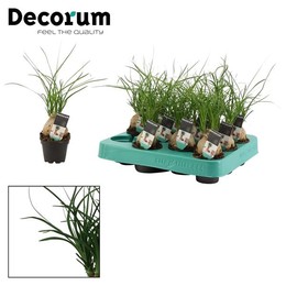 Сфера Бокарнеа 6 См ( Beaucarnea Sphere 6 Cm (decorum) ) W 6 см H 20 см