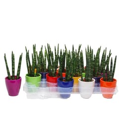 Сансевиерия цилиндрическая "спагетти" в керамике Оса ( Sansevieria Cylindrica 'spaghetti' In ceramic