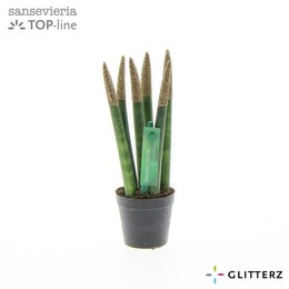 Сансевиерия Бархатное прикосновение ( Sansevieria Velvet Touchz Glitterz Champagne ) W 6 см H 18 см