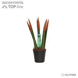 Сансевиерия Бархатное прикосновение ( Sansevieria Velvet Touchz Glitterz Copper ) W 6 см H 18 см