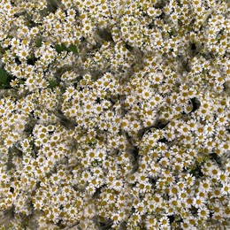 Tanacetum  Kamilla (Танацетум  Камилла) В60